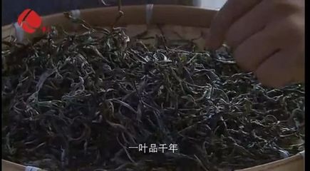 今天!最牛普洱茶縣縣長(zhǎng)獲全縣人民點(diǎn)贊!他這樣推介家鄉(xiāng)普洱茶!勐海人轉(zhuǎn)起來(lái)!